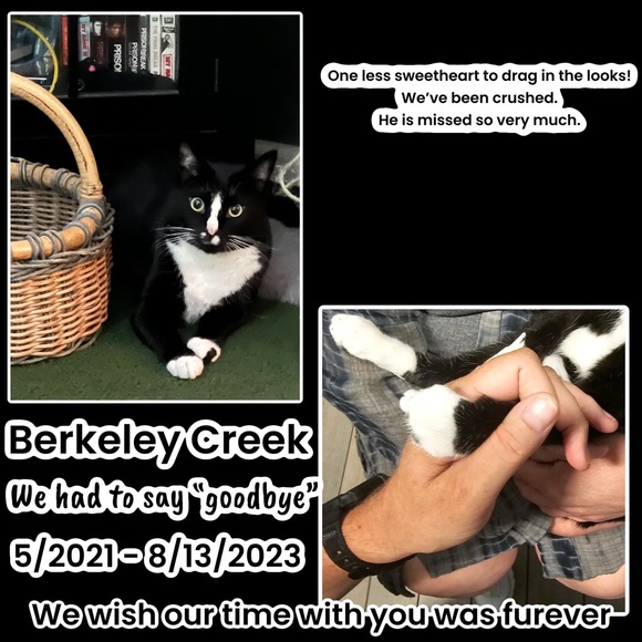 Share Show | Come Join Us Like This Post |CATSDRAGGEDITIN | Let’s Share & Sell - Picture 15 of 15